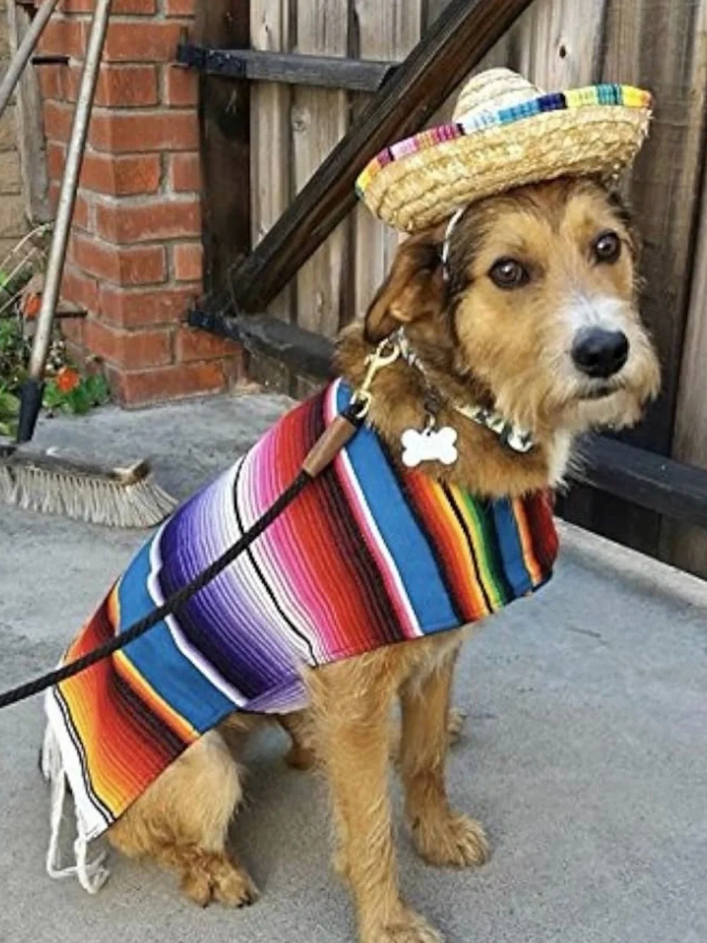 League Dog Sombrero Hat - Like New Excellent Condition